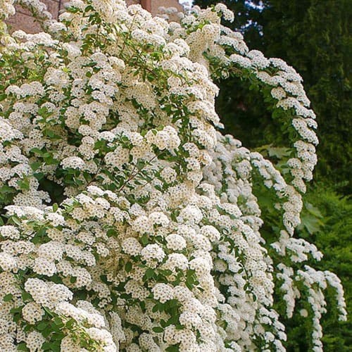 Spiraea nipponica 'June Bride' - Nipponi enelas 'June Bride' C2/2L